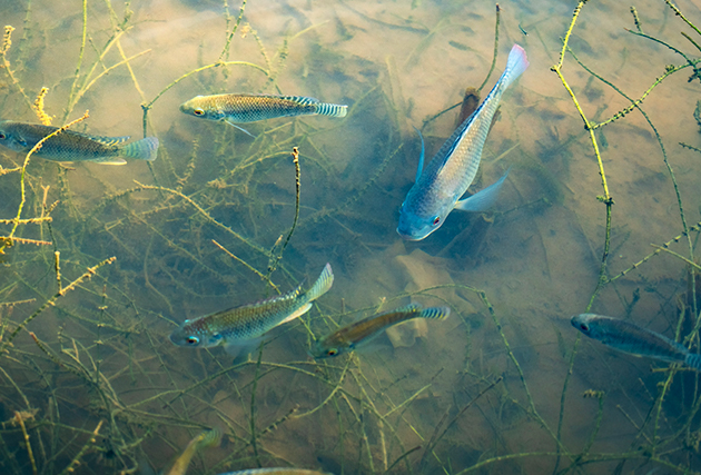 四川魚(yú)寶飼料有限公司